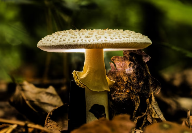 Fascination of Magic Mushroom Sporеs
