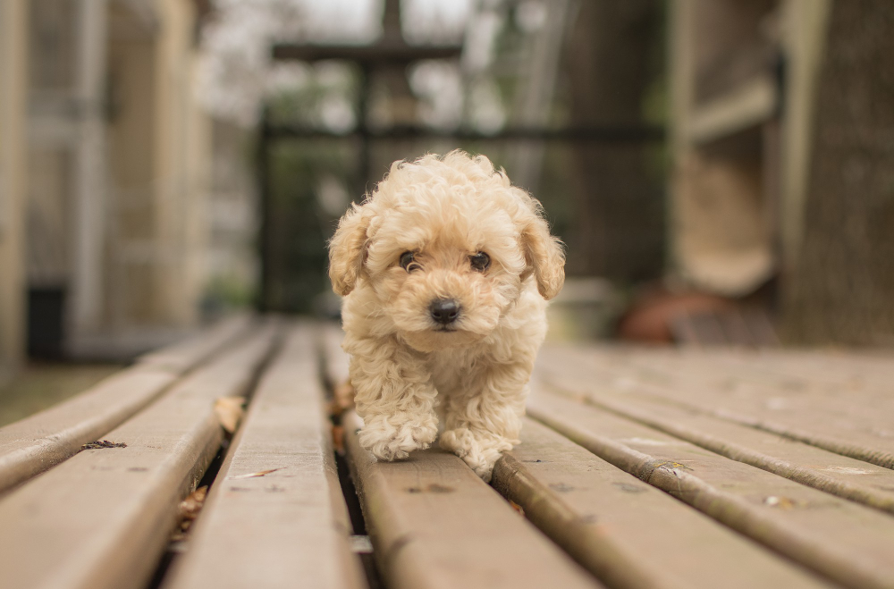 Cute little poodle