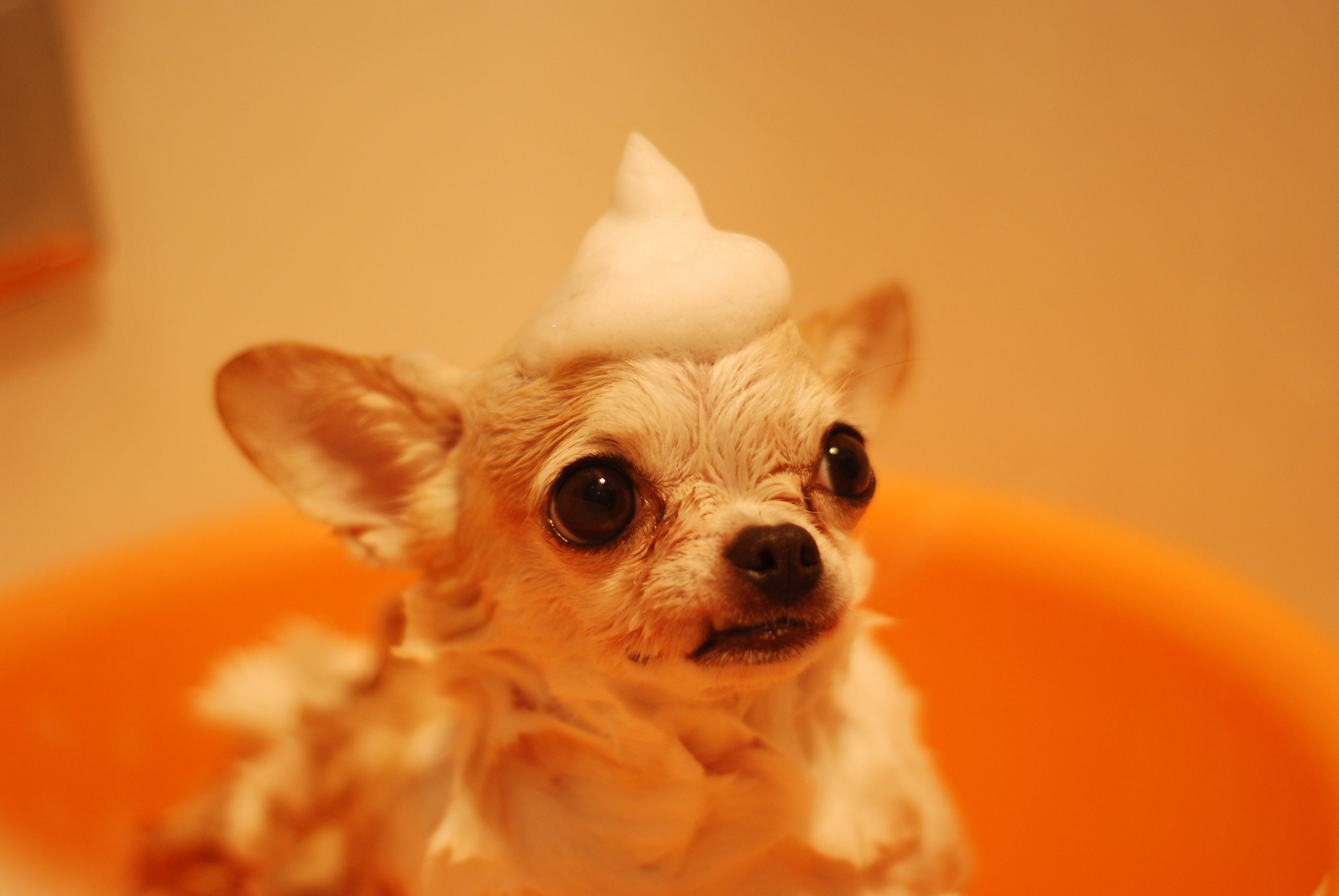 Canine Wash shampoo