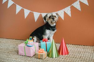Birthday celebration of a dog