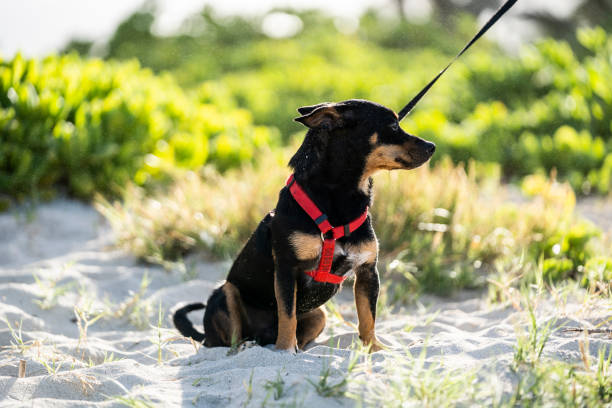 black and brown dog sits on the beach in harness with leash