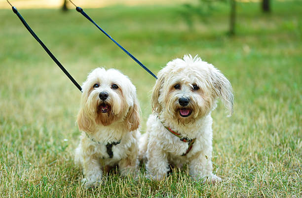 Bichon bolognese dogs in the park