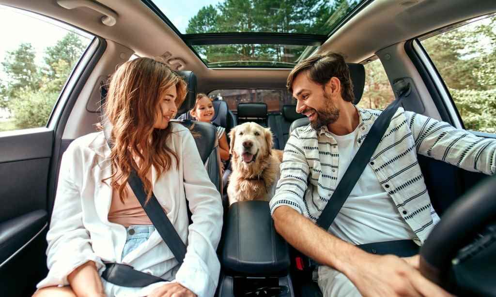 A couple traveling with their pet in a car
