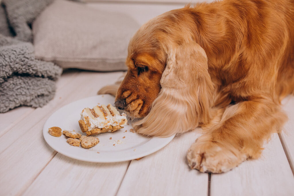 Dog eating his food