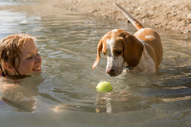 cute dog standing in the water and looking at the ball